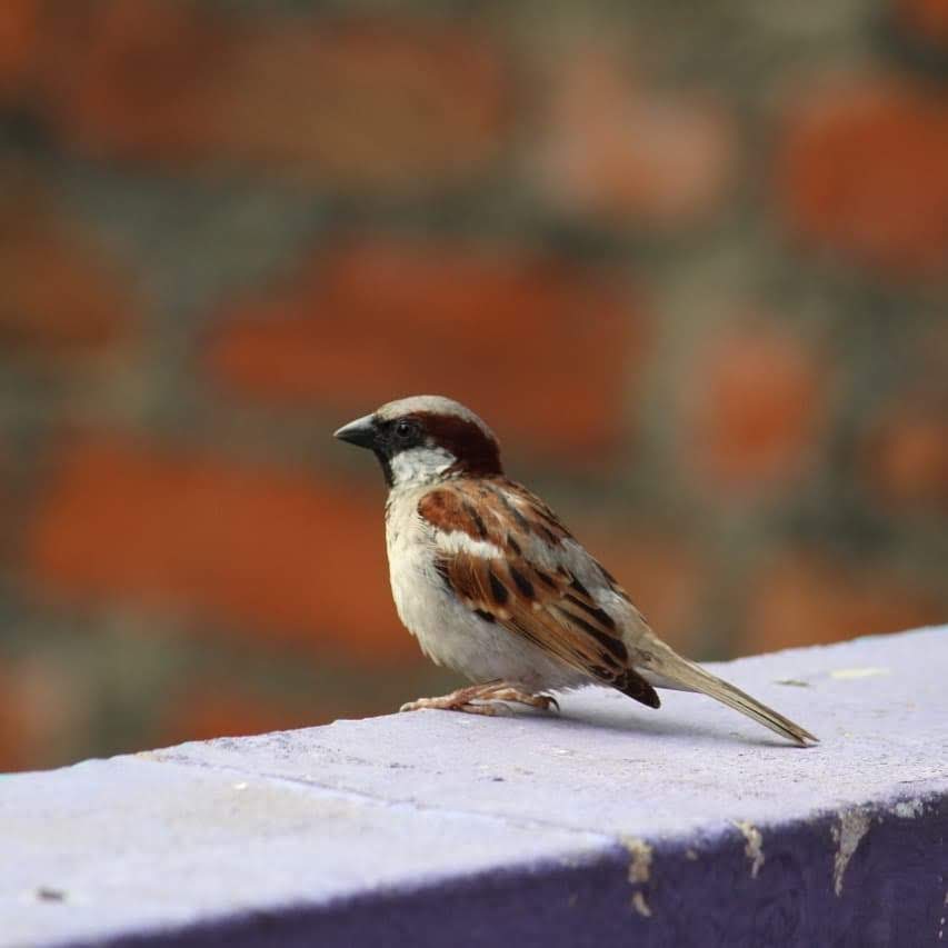 img (5)